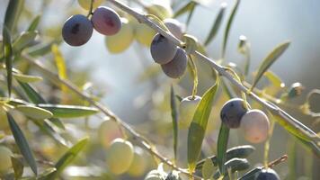 Oliven Obst im ein Ast von ein Olive Baum ein sonnig Tag video