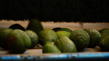 avocado's in lijnpakket video