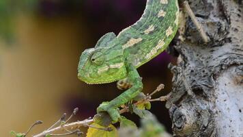 Common Chameleon or Mediterranean Chameleon walking slowly in a tree - Chamaeleo chameleon video