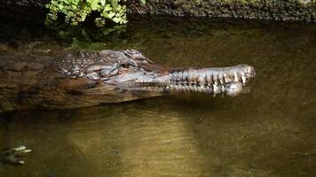 cabeza de falso gavial o tomistoma en un río- tomistoma schlegelii video