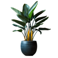 Lush indoor potted plant with green leaves png
