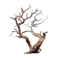 Dried tree isolated on transparent background png