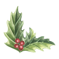 acebo con verde hojas y rojo bayas. invierno Navidad tradicional plantas en antiguo. mano dibujado acuarela ilustración fiesta diseño aislado dibujo modelo para saludar tarjeta, nuevo año, impresión png