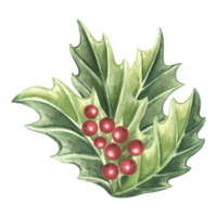 acebo con verde hojas y rojo bayas. invierno Navidad tradicional plantas en antiguo. mano dibujado acuarela ilustración fiesta diseño aislado dibujo modelo para saludar tarjeta, nuevo año, impresión png