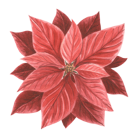 Red poinsettia flower. Christmas traditional plants in vintage. Hand drawn watercolor illustration holiday design. Isolated template for invitation, greeting card, Christmas, New Year, print, wrapping png
