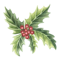 järnek med grön löv och röd bär. vinter- jul traditionell växter i årgång. hand dragen vattenfärg illustration Semester design isolerat teckning mall för greeeting kort, ny år, skriva ut png