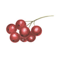 rojo acebo bayas. verano, otoño cosecha de alimento. bosque redondo baya en Clásico estilo. mano dibujado acuarela ilustración de planta frutas aislado modelo para saludo tarjeta, nuevo año, Navidad. png