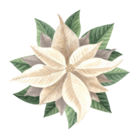 bianca poinsettia fiore. Natale tradizionale impianti nel Vintage ▾. mano disegnato acquerello illustrazione vacanza design. isolato modello per invito, cartolina, Natale, nuovo anno, Stampa, avvolgere. png