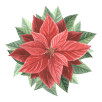 Red poinsettia flower. Christmas traditional plants in vintage. Hand drawn watercolor illustration holiday design. Isolated template for invitation, greeting card, Christmas, New Year, print, wrapping png