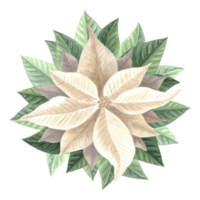 bianca poinsettia fiore. Natale tradizionale impianti nel Vintage ▾. mano disegnato acquerello illustrazione vacanza design. isolato modello per invito, cartolina, Natale, nuovo anno, Stampa, avvolgere. png