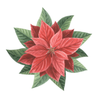 Red poinsettia flower. Christmas traditional plants in vintage. Hand drawn watercolor illustration holiday design. Isolated template for invitation, greeting card, Christmas, New Year, print, wrapping png