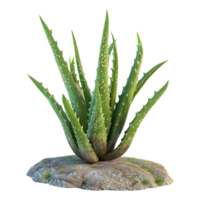 3D Rendering of a Aloe Vera Plant on Transparent Background png