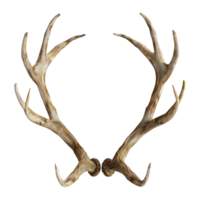 3d le rendu de une cerf cornes sur transparent Contexte png