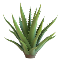 3d representación de un áloe vera planta en transparente antecedentes png
