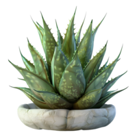 3D Rendering of a Aloe Vera Plant on Transparent Background png