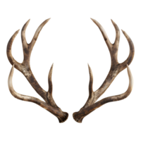 3D Rendering of a Deer Horns on Transparent Background png