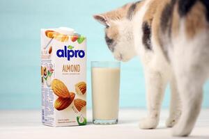 KHARKIV, UKRAINE - JANUARY 2, 2021 Alpro almond vegetarian milk pack produced by European company based in Wevelgem photo