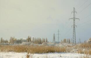 The power line tower is located in a marshy area, covered with snow. Large field of yellow bulrushes photo