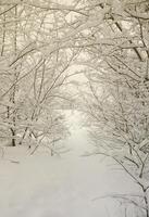 Winter landscape in a snow-covered park after a heavy wet snowfall. A thick layer of snow lies on the branches of trees photo