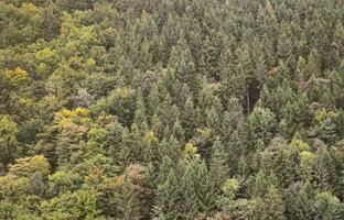 Texture of a mountain forest with many green trees. View from high photo