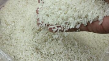 uma fechar-se tiro do uma ampla grupo do arroz gorgulhos comovente dentro a meio do arroz grãos. percevejos, pragas, caneca besouros, insetos este destruir cru arroz. insetos video