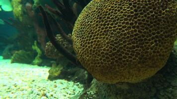 recife de coral tropical video