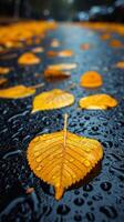 Leaf on Ground in Middle of Road photo