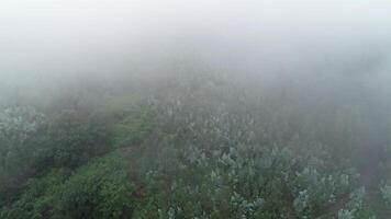 foresta nella nebbia video