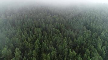 forêt dans le brouillard video