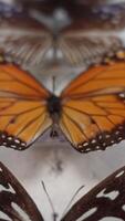 Beautiful Butterfly Collection video