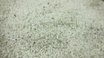 uma fechar-se tiro do uma ampla grupo do arroz gorgulhos comovente dentro a meio do arroz grãos. percevejos, pragas, caneca besouros, insetos este destruir cru arroz. insetos video