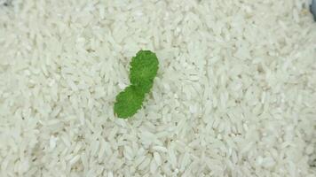 top view of white rice on rotary display. video