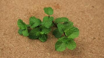 rotating display of mint leaves on wooden table. video