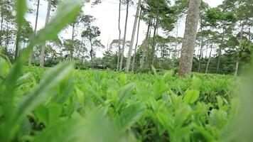 vers thee bladeren in de thee plantage, dichtbij omhoog en echt tijd beweging video