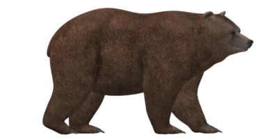 Castanho Urso isolado em uma transparente fundo png