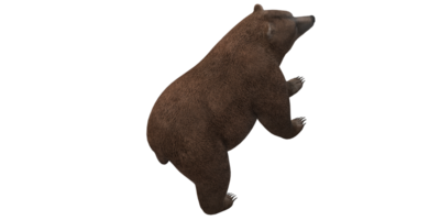 marrón oso aislado en un transparente antecedentes png