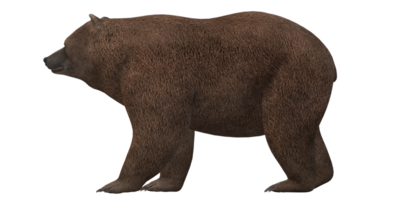 Castanho Urso isolado em uma transparente fundo png