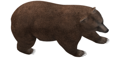 marron ours isolé sur une transparent Contexte png