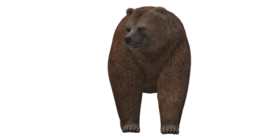 marron ours isolé sur une transparent Contexte png