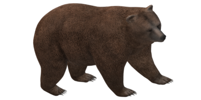 marron ours isolé sur une transparent Contexte png