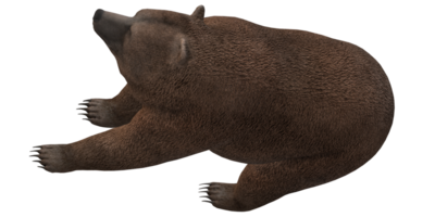 Castanho Urso isolado em uma transparente fundo png