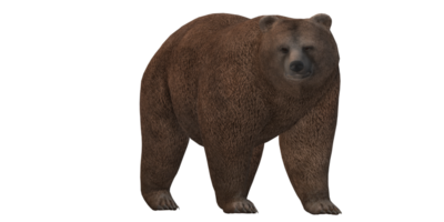 marron ours isolé sur une transparent Contexte png