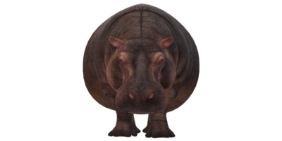 hippopotame isolé sur une transparent Contexte png