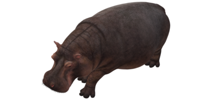 hippopotame isolé sur une transparent Contexte png