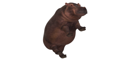 hippopotame isolé sur une transparent Contexte png