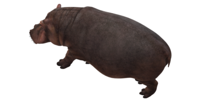 hippopotame isolé sur une transparent Contexte png