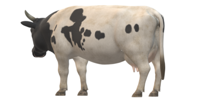 vaca aislado en un transparente antecedentes png