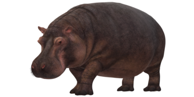 Nilpferd isoliert auf ein transparent Hintergrund png