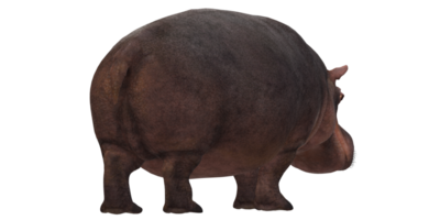 Nilpferd isoliert auf ein transparent Hintergrund png