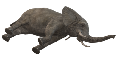 elefante aislado en un transparente antecedentes png